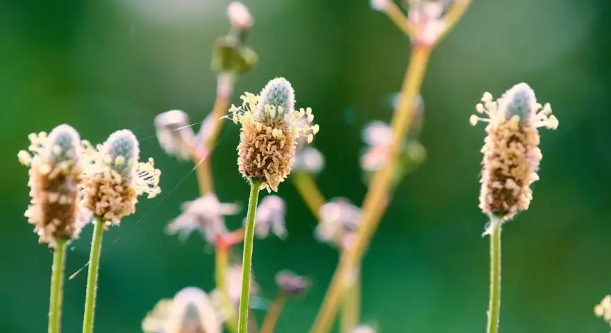 Fleurs de psyllium blond, aux épis brunâtres et aux petites fleurs blanches, se dressent sur des tiges fines dans un champ verdoyant.
