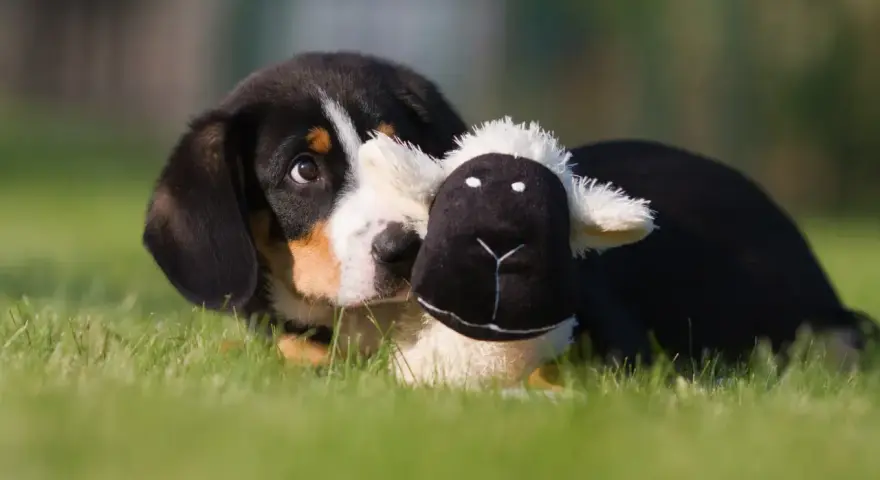 Uroczy szczeniak rasy entlebucher z pluszową owieczką. Zastanawiasz się nad entlebucher cena?