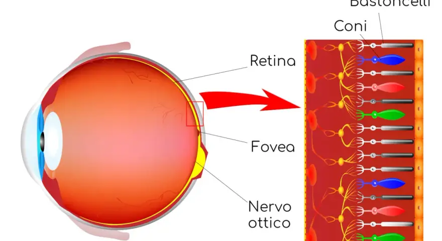 Illustrazione dell'occhio e della retina, con dettagli su coni e bastoncelli. Le cause della retinite pigmentosa sono legate a difetti in queste cellule.