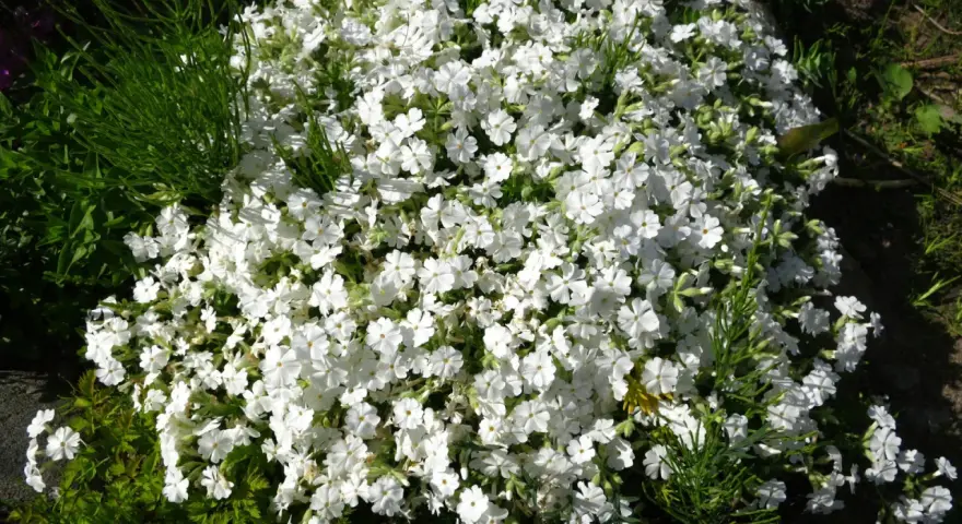 En tät matta av sommarflox i kruka, med små vita blommor som sprider sig över kanten.