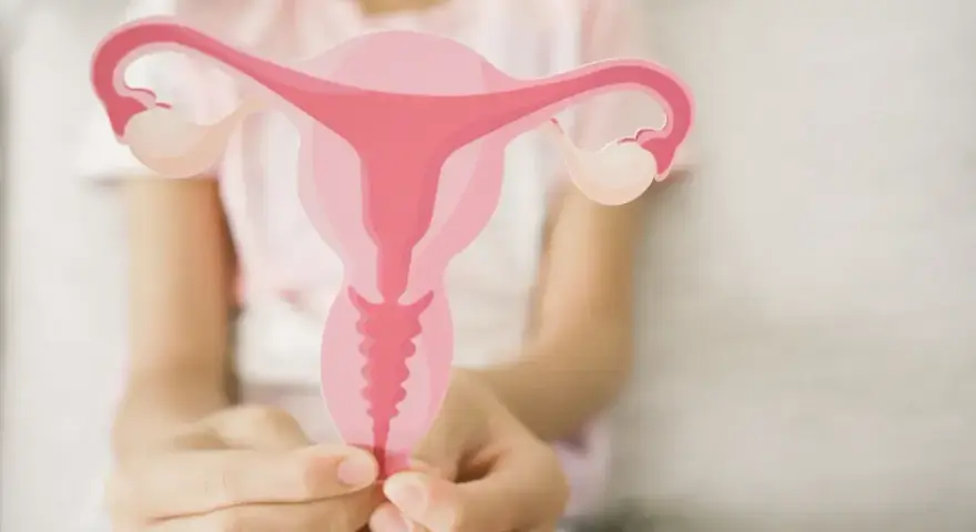 Dłoń trzyma model narządów rodnych kobiety. Czy cytologia boli? To badanie jest kluczowe dla zdrowia.