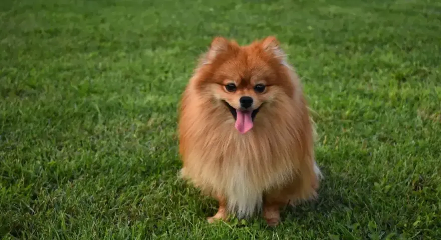 Uroczy szpic pomeranian z gęstą, rudą sierścią siedzi na trawie, merdając językiem. Czy szpic ma włosy czy sierść? Zdecydowanie sierść!
