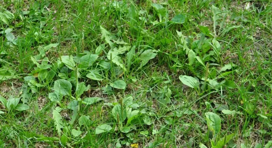 Gęsty trawnik z licznymi liśćmi babki lancetowatej, która jest popularnym chwastem w ogrodach.