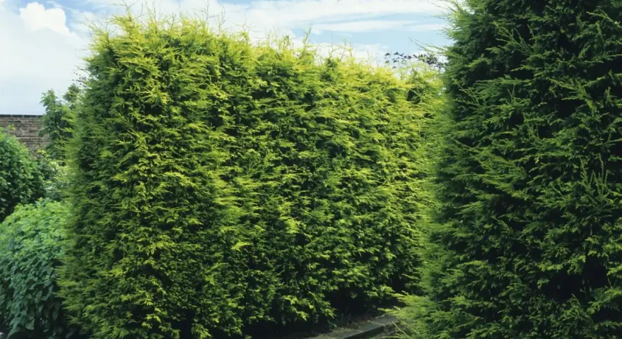 Gęsty, zielony cyprys na żywopłot tworzy naturalną barierę w ogrodzie.