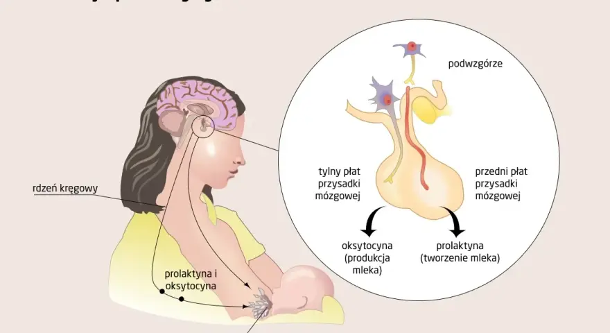 Wysoka prolaktyna: ginekolog czy endokrynolog - który specjalista pomoże?