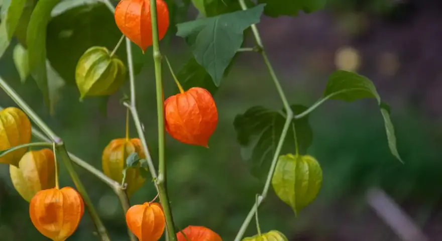 Pomarańczowe i zielone lampiony miechunki rozdętej zwisają z gałązek, tworząc jesienny bukiet.