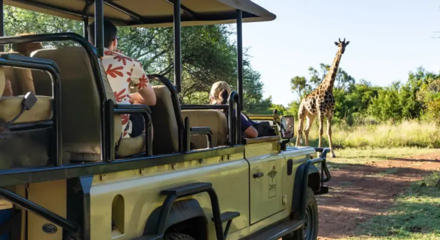 Niesamowite przeżycie na rpa safari! Zbliżenie na żyrafę podczas przejażdżki otwartym jeepem.