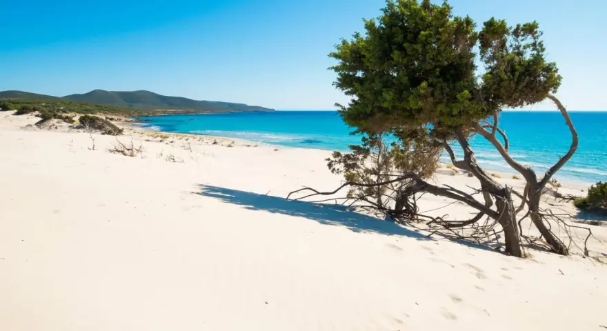Dune sabbiose e un ginepro contorto su una delle splendide spiagge Sardegna, con mare turchese e cielo azzurro.