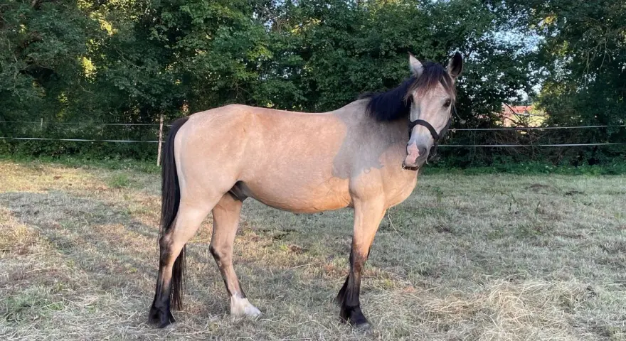 Un magnifique cheval louvet, au pelage clair et à la crinière sombre, se tient dans un pré verdoyant.