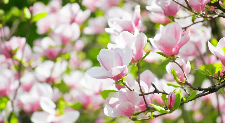 Vacker magnolia i full blom. En perfekt tid att plantera magnolia för att njuta av dessa rosa skönheter.