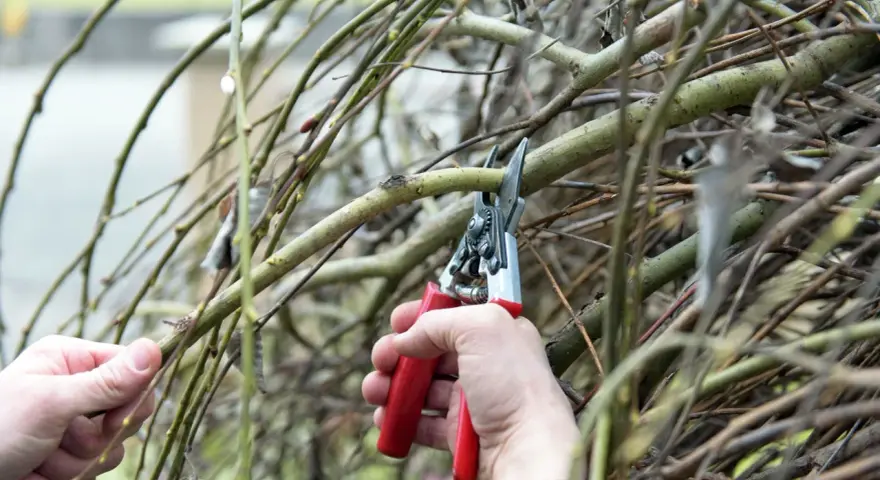 Hände schneiden Harlekinweide-Zweige mit einer roten Gartenschere.