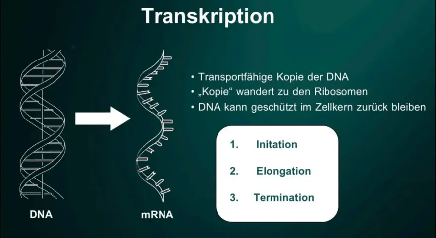Die Transkription wandelt DNA in mRNA um, ein Schritt der Proteinbiosynthese. Die mRNA-Kopie verlässt den Zellkern zu den Ribosomen.