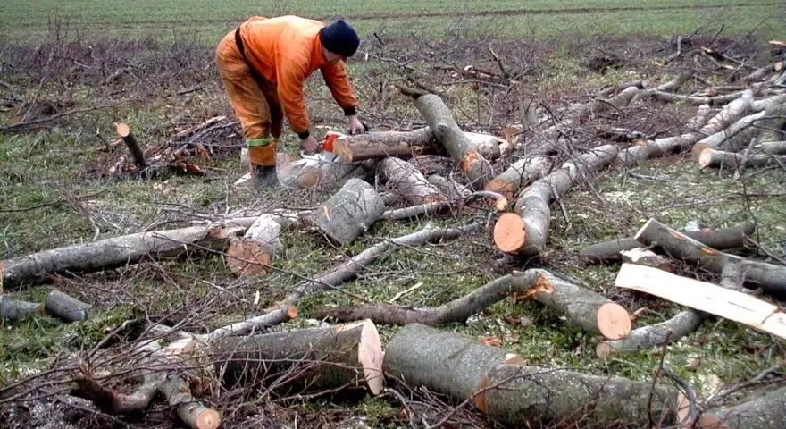 Drwal w pomarańczowym stroju tnie piłą mechaniczną ścięte drzewo na tle pola.