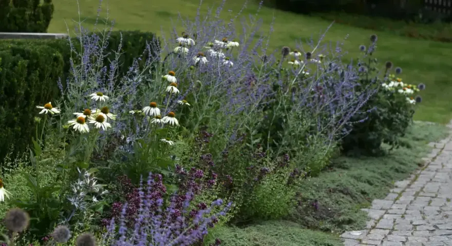 En vacker rabatt med vita solhattar, lila perovskia och en perenn som liknar chokladblomma.