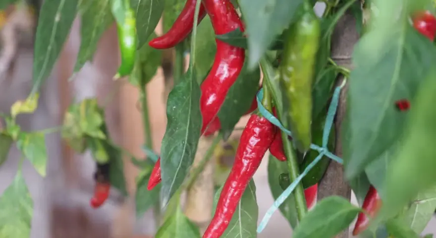 Dojrzała papryczka chili w doniczce, wśród zielonych liści. Kilka czerwonych i zielonych papryczek wisi na łodydze.