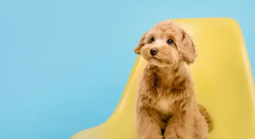 Uroczy maltipoo z puszystymi, falowanymi włosami, a nie sierścią, siedzi na żółtym krześle na tle błękitnego nieba.