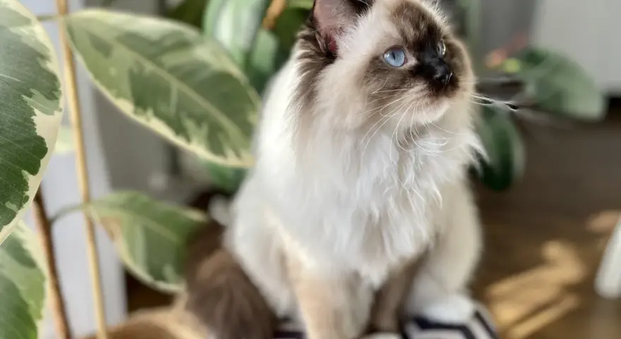 Piękny kot rasy Ragdoll z niebieskimi oczami siedzi obok rośliny. Zastanawiasz się, ile kosztuje Ragdoll?