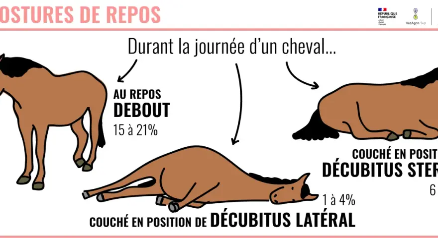 Mon vieux cheval se couche souvent. L'image montre un cheval au repos debout, couché sur le sternum et couché sur le flanc, illustrant les différentes postures de repos d'un cheval.
