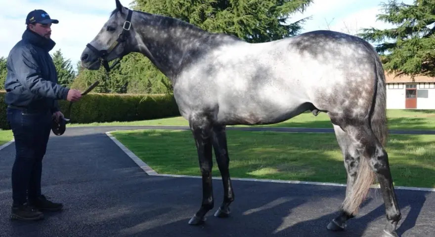 Un homme tient un magnifique cheval gris tacheté, un éphèbe pour toujours, sous un ciel bleu.