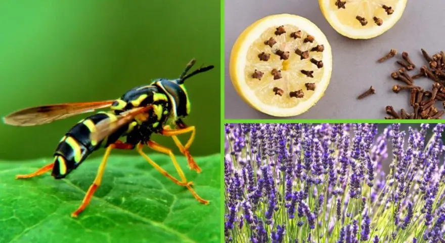 Curiosidades de las avispas: un insecto en una hoja, limones con clavos y lavanda.