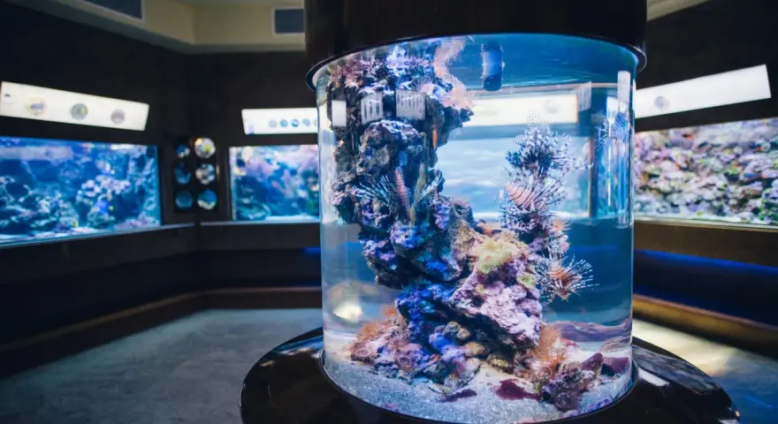 Kolorowe ryby-lwy pływają w akwarium w oceanarium pomorskim, wśród raf koralowych.