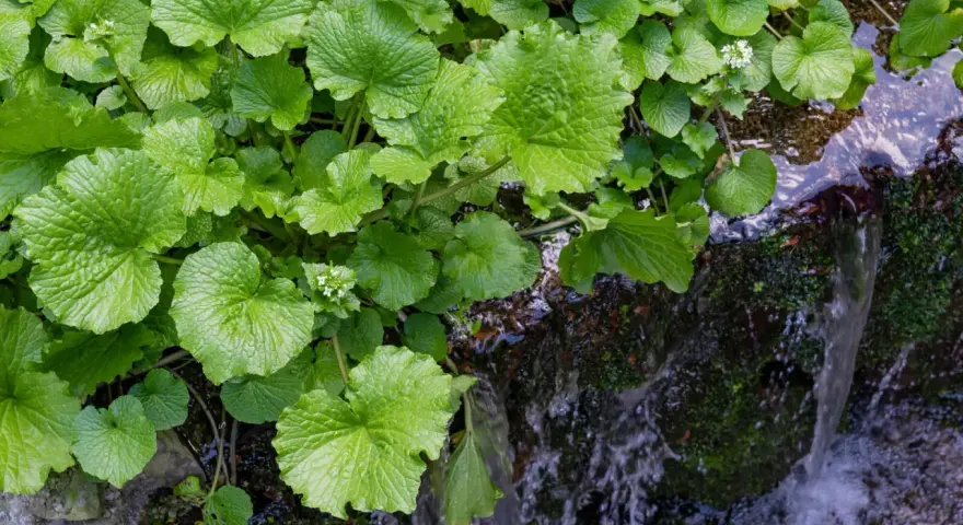 Grüne, herzförmige Blätter der Wasabi-Pflanze wachsen üppig am Ufer eines plätschernden Baches. Kleine weiße Blüten sind zwischen den Blättern zu sehen.