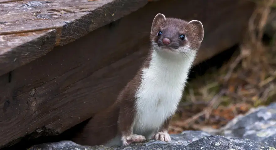 Donnola curiosa spunta da sotto un riparo di legno, forse in cerca di prede come piccoli animali che mangiano le galline.
