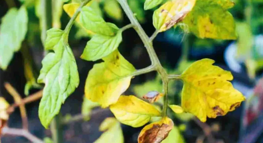 Foglie gialle sui pomodori, segno di stress o carenza. Alcune foglie mostrano macchie marroni.