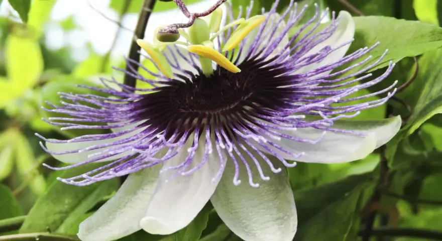 En magnifik passionsfrukt blomma med lila trådar och vita kronblad, omgiven av gröna blad.
