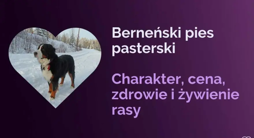 Bernenski pies pasterski w zimowej scenerii. Dowiedz się o jego charakterze, zdrowiu i żywieniu.
