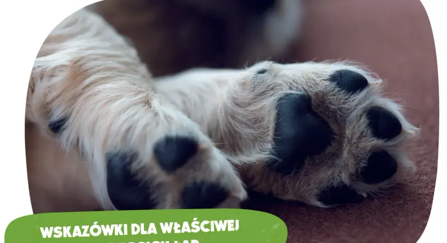 Szczeniak i kości: Dlaczego weterynarze mówią NIE? Poznaj prawdę!