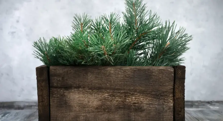 Jak stworzyć piękny stojak na choinkę DIY bez zbędnych kosztów