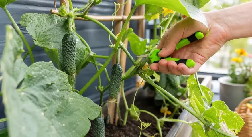 Hand mit Schere schneidet junge Gurken aus, um das Wachstum der Pflanze zu fördern. Gurken ausgeizen für besseren Ertrag.