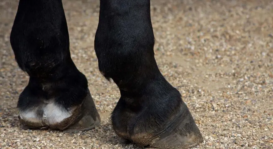 Pieds d'un cheval noir sur un sol gravillonné. Le sabot long et imposant de ce cheval suggère une force tranquille.