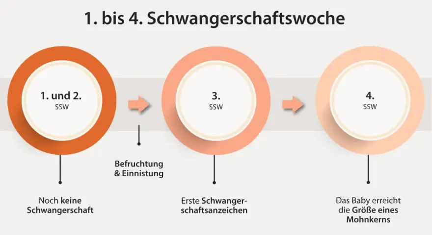 Frühe Schwangerschaftswochen: 1.-2. SSW (keine Schwangerschaft), 3. SSW (Befruchtung, erste Anzeichen), 4. SSW (Baby wie Mohnkorn). Manche Frauen erleben trotz Schwangerschaft eine Periode.