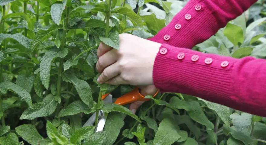 Hände in einem pinken Pullover mit Knöpfen schneiden mit einer orangefarbenen Schere frische Minze für einen Tee.