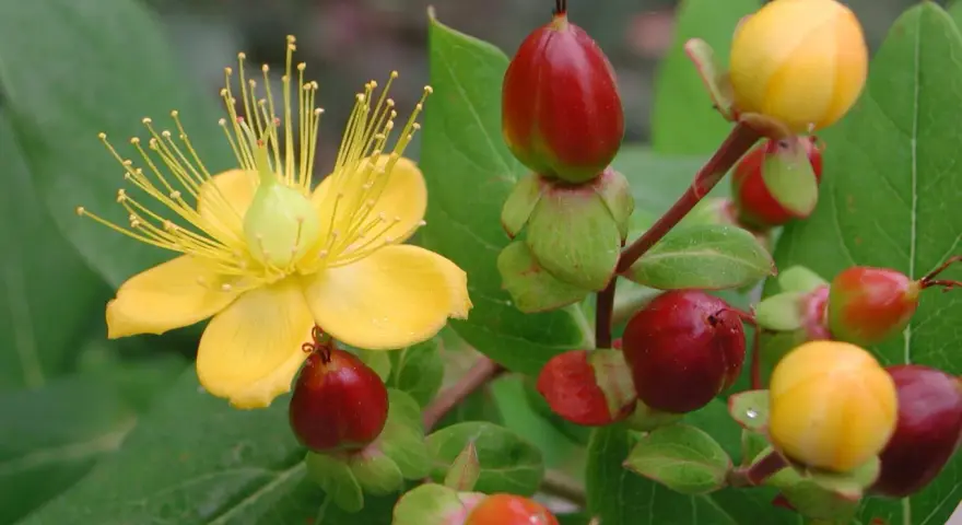 Gelbe Blüte und rote Beeren der Johanniskraut Pflanze.