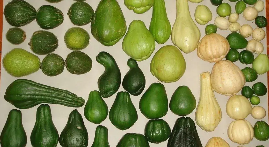 Varietà di chayote, alcune lisce, altre con una texture che ricorda la zucca spinosa, in diverse tonalità di verde e giallo.