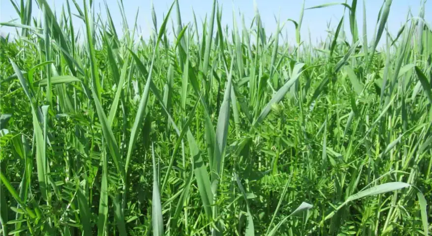 Un rigoglioso sovescio oliveto, un tappeto verde di erbe e leguminose che arricchisce il terreno.