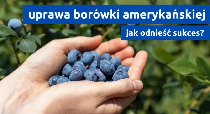 Dłonie pełne borówek amerykańskich, symbol udanej uprawy. Jak osiągnąć sukces w ich hodowli?