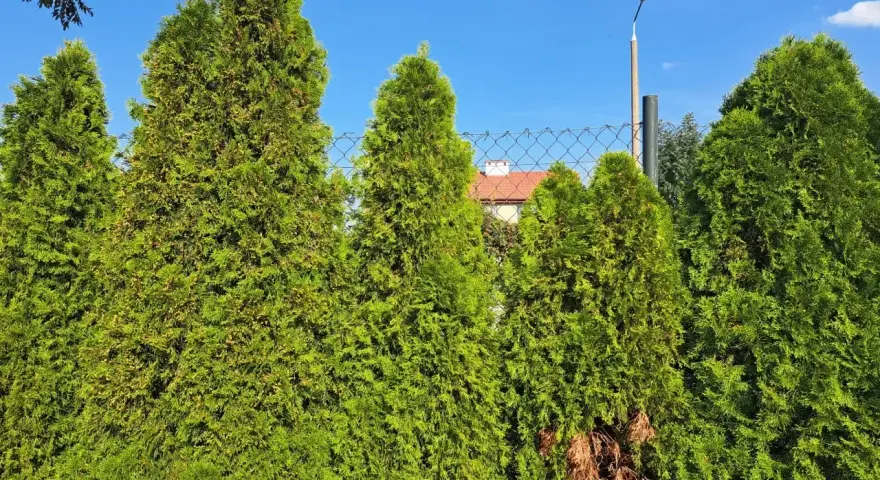Zielone tuje tworzą gęsty żywopłot, pokazując, kiedy tuja jest drzewem. W tle widać dom i niebo.