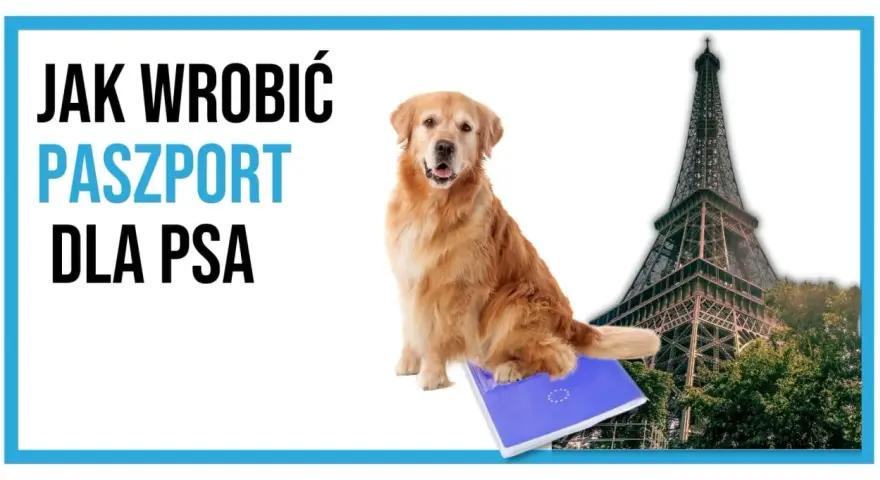 Jak wyrobić paszport dla psa? Krok po kroku, koszty, wymagania