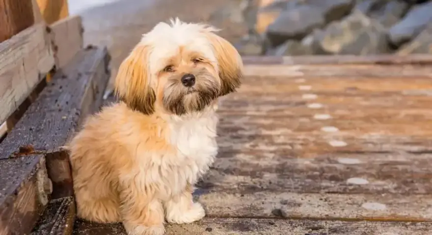 Uroczy shih tzu z puszystymi włosami siedzi na drewnianym molo.