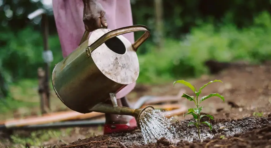 Ręka podlewa młodą sadzonkę z konewki. To obrazek o ciekawe tematy ekologiczne, pokazujący troskę o naturę.
