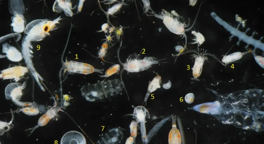 Vielfalt an tierischem Plankton unter dem Mikroskop: Copepoden, Krilllarven und andere winzige Meeresbewohner treiben im Wasser.