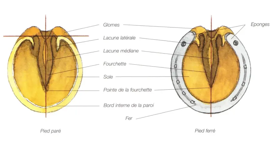 Anatomie du sabot cheval : pied paré et pied ferré, montrant la fourchette, la sole et le fer.