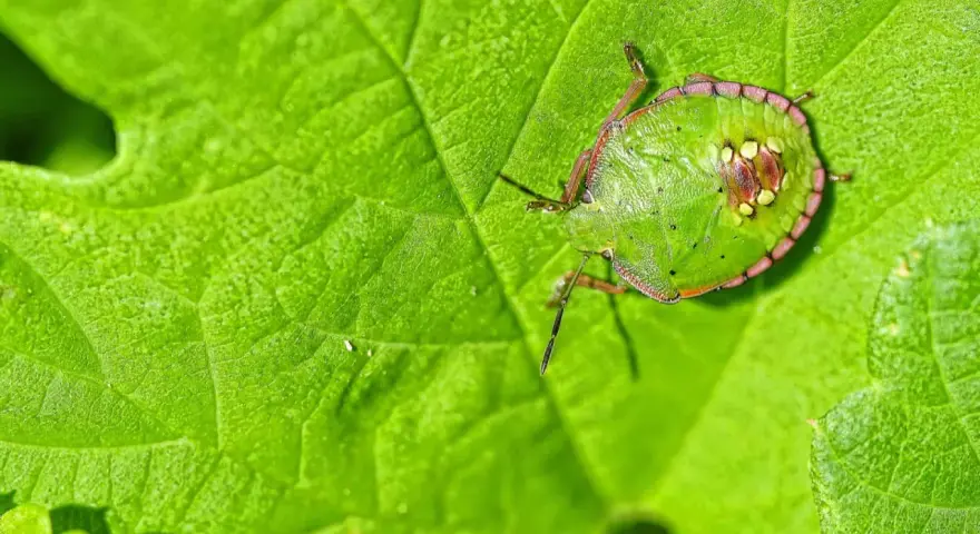 Un diminuto insecto, uno de los chinches verdes, descansa sobre una hoja verde vibrante, camuflándose perfectamente.