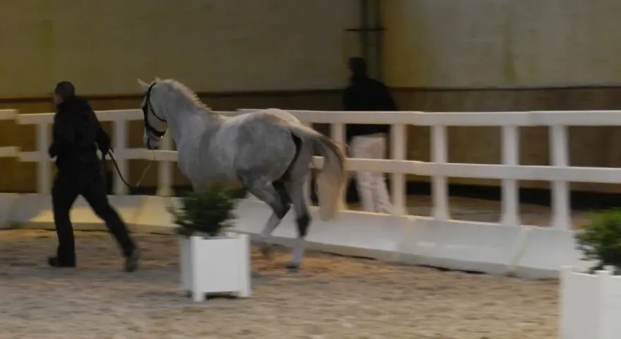 Un homme en noir mène un cheval gris dans une carrière. Le cheval a des testicules de cheval bien visibles.