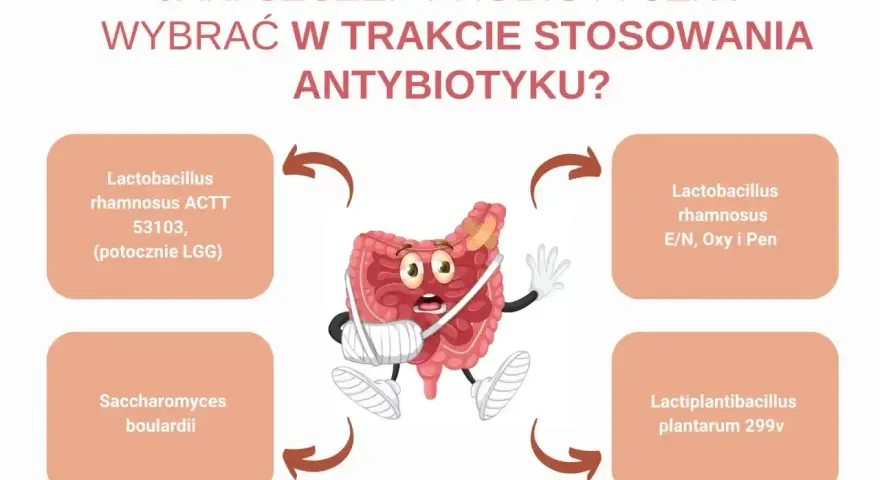 Zranione jelita potrzebują wsparcia. Dowiedz się, jaki probiotyk przy antybiotyku wybrać, by odbudować florę bakteryjną.