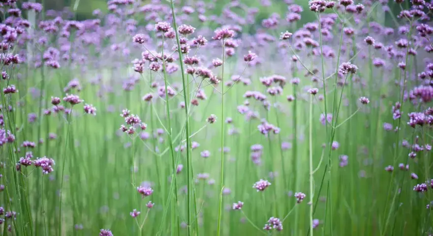 Fält av lila verbena perenn blommor mot en suddig grön bakgrund.